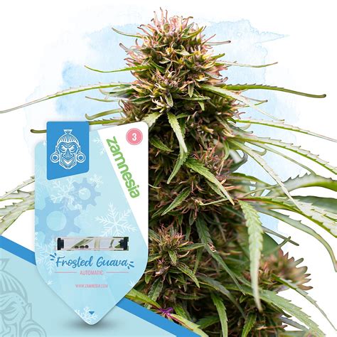 zammesia|Buy Cannabis Seeds 